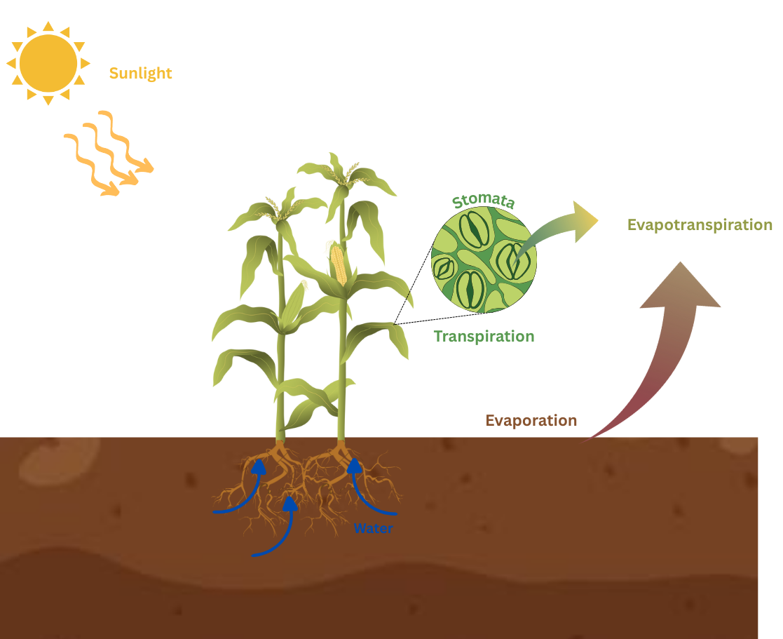 An illustration of the evapotranspiration process.